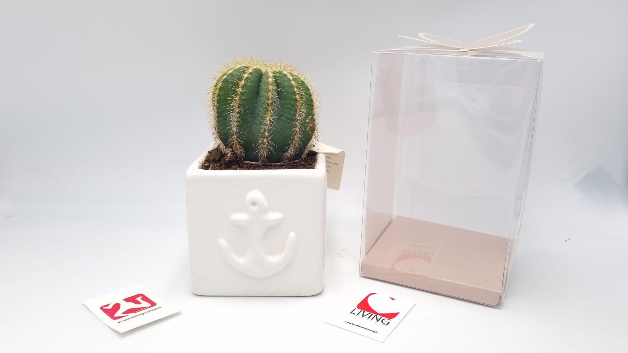 Vasetto In Capodimonte Con Pianta Grassa Succulenta