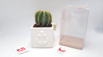 Vasetto In Capodimonte Con Pianta Grassa Succulenta