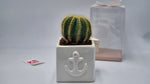 Vasetto In Capodimonte Con Pianta Grassa Succulenta