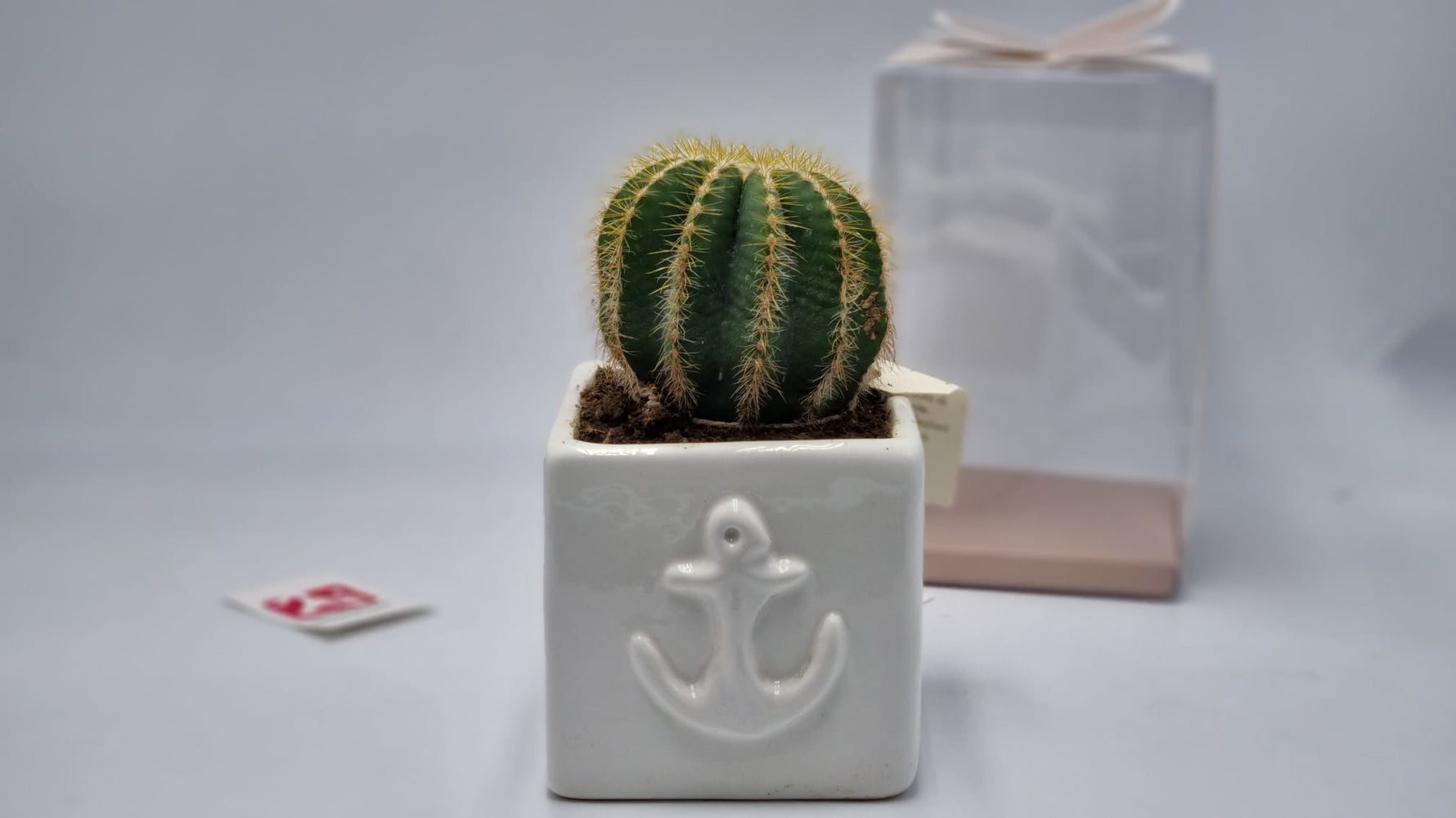 Vasetto In Capodimonte Con Pianta Grassa Succulenta