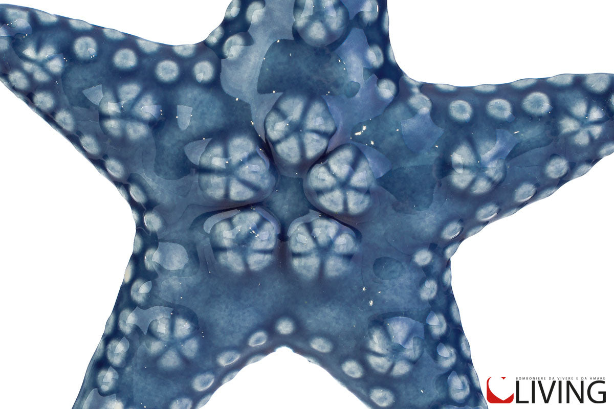 bomboniera stella marina azzurra