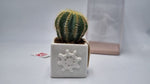 Vasetto In Capodimonte Con Pianta Grassa Succulenta