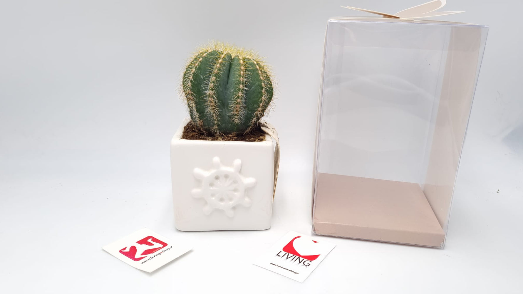 Pianta Grassa Succulenta In Vasetto Capodimonte Timone